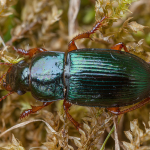 Harpalus rubripes