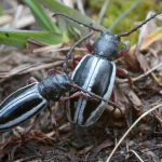 Dorcadion nitidum