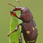 Hylobius verrucipennis