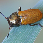 Labidostomis brevipennis