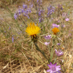 Centaurea solsitialis