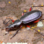 Carabus puschkini