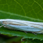 Crambus pascuella