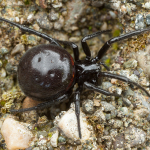 Steatoda paykulliana