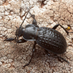 Carabus cribratus