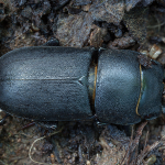 Dorcus parallelipipedus