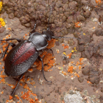 Carabus maurus