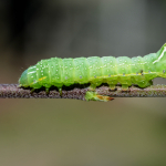 Amphipyra pyramidea