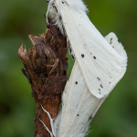 Spilosoma urticae