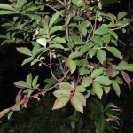 Vaccinium arctostaphylos