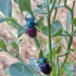 Chrysochares asiaticus