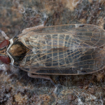 Hyalesthes obsoletus