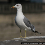 Larus armenicus