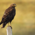 Buteo buteo