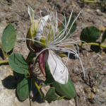 Capparis spinosa