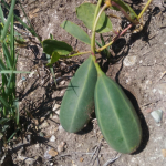 Capparis spinosa