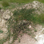 Capparis spinosa