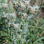 Teucrium polium