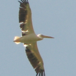 Pelecanus onocrotalus