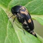 Variimorda villosa