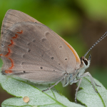 Lycaena phlaeas