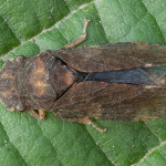 Ledra aurita