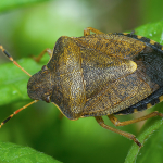 Peribalus strictus