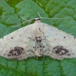 Idaea dimidiata