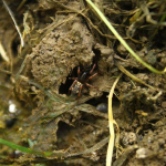 Arctosa tbilisiensis