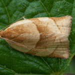 Clepsis rurinana