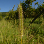 Setaria glauca