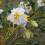 Solanum sisimbriifolium