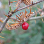 Solanum sisimbriifolium