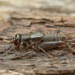 Modicogryllus frontalis