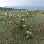 Solanum sisimbriifolium