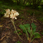 Primula macrocalyx