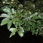 Zelkova carpinifolia