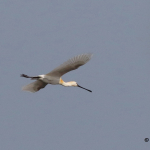 Platalea leucorodia