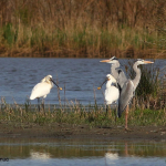 Platalea leucorodia