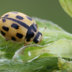 Propylea quatuordecimpunctata