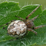 Larinioides cornutus