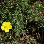 Fumana procumbens