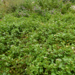 Nasturtium officinale