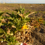 Scolymus hispanicus