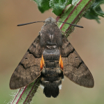 Macroglossum stellatarum