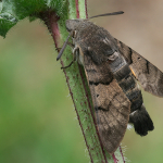 Macroglossum stellatarum