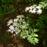 Heracleum apifolium