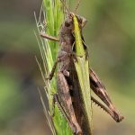 Omocestus viridulus