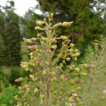 Scrophularia macrobotrys