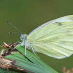 Pieris rapae